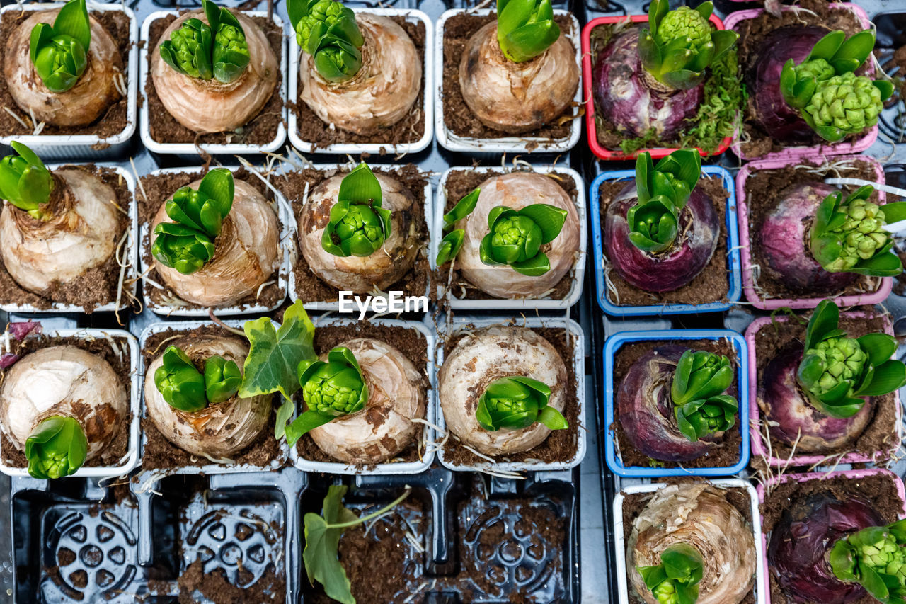 Top view of sprouting hyacinth bulbs on display at borough market of london