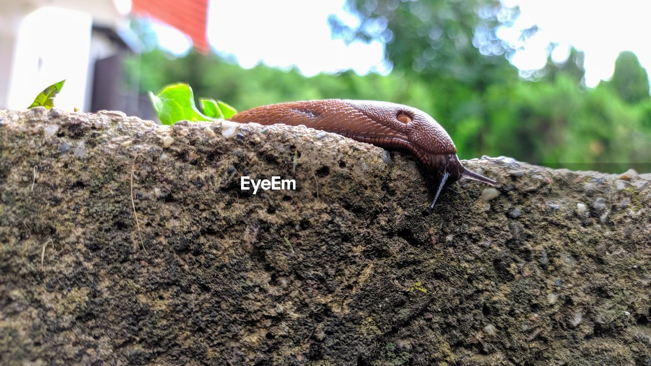 CLOSE-UP OF SNAIL ON ROCKS