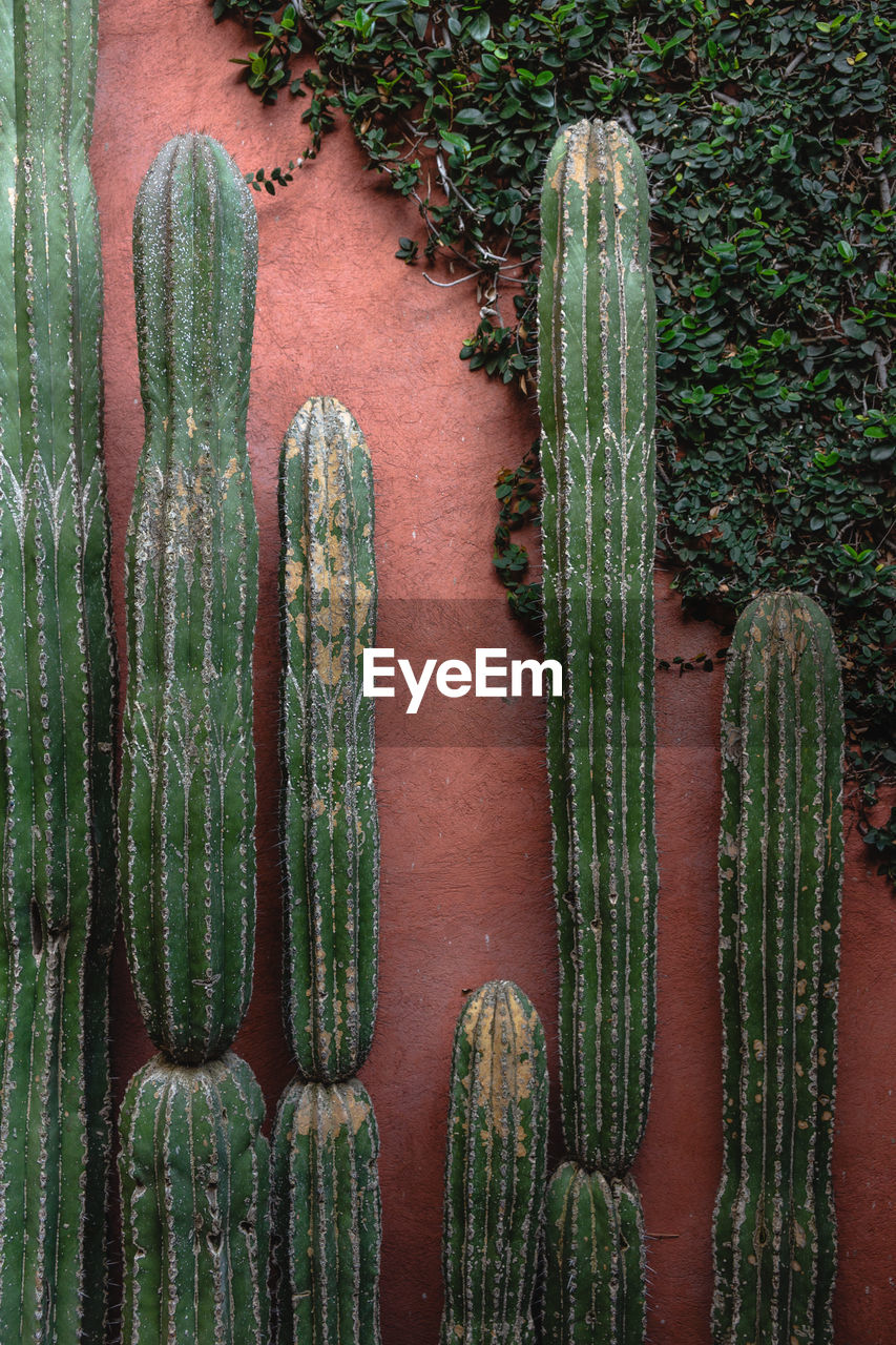 Cactus growing against wall