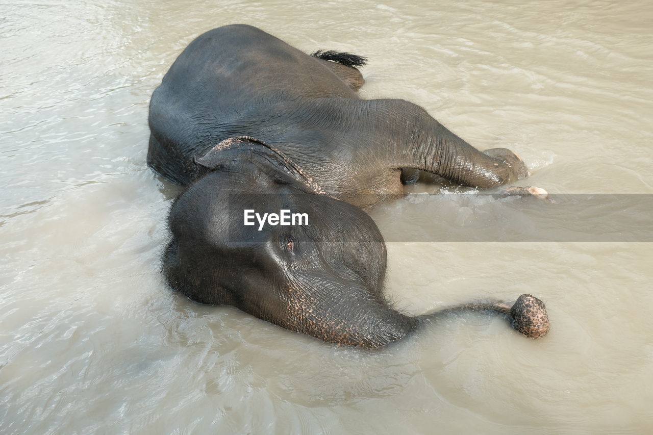 High angle view of elephant shower in the river