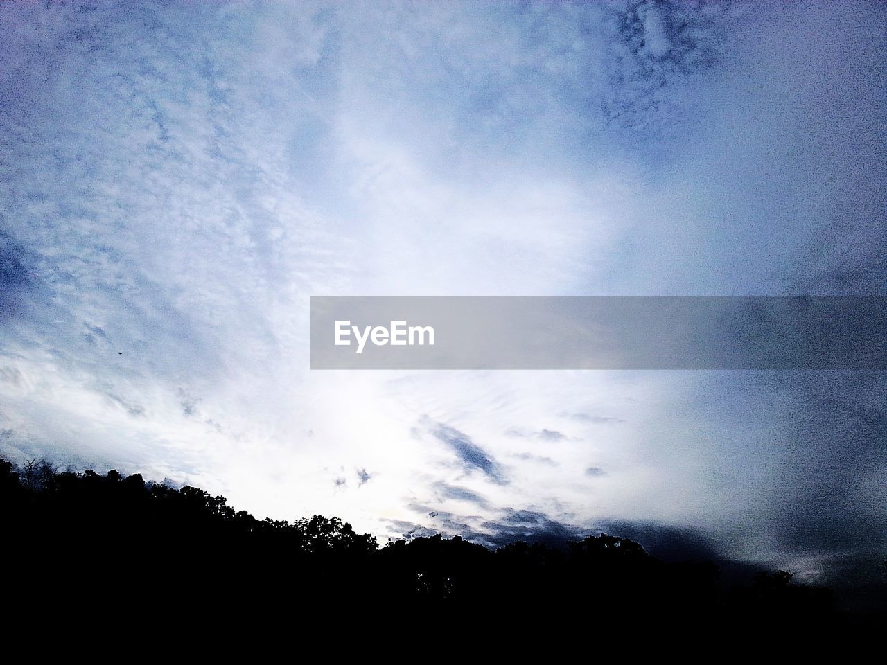 LOW ANGLE VIEW OF TREES AGAINST SKY