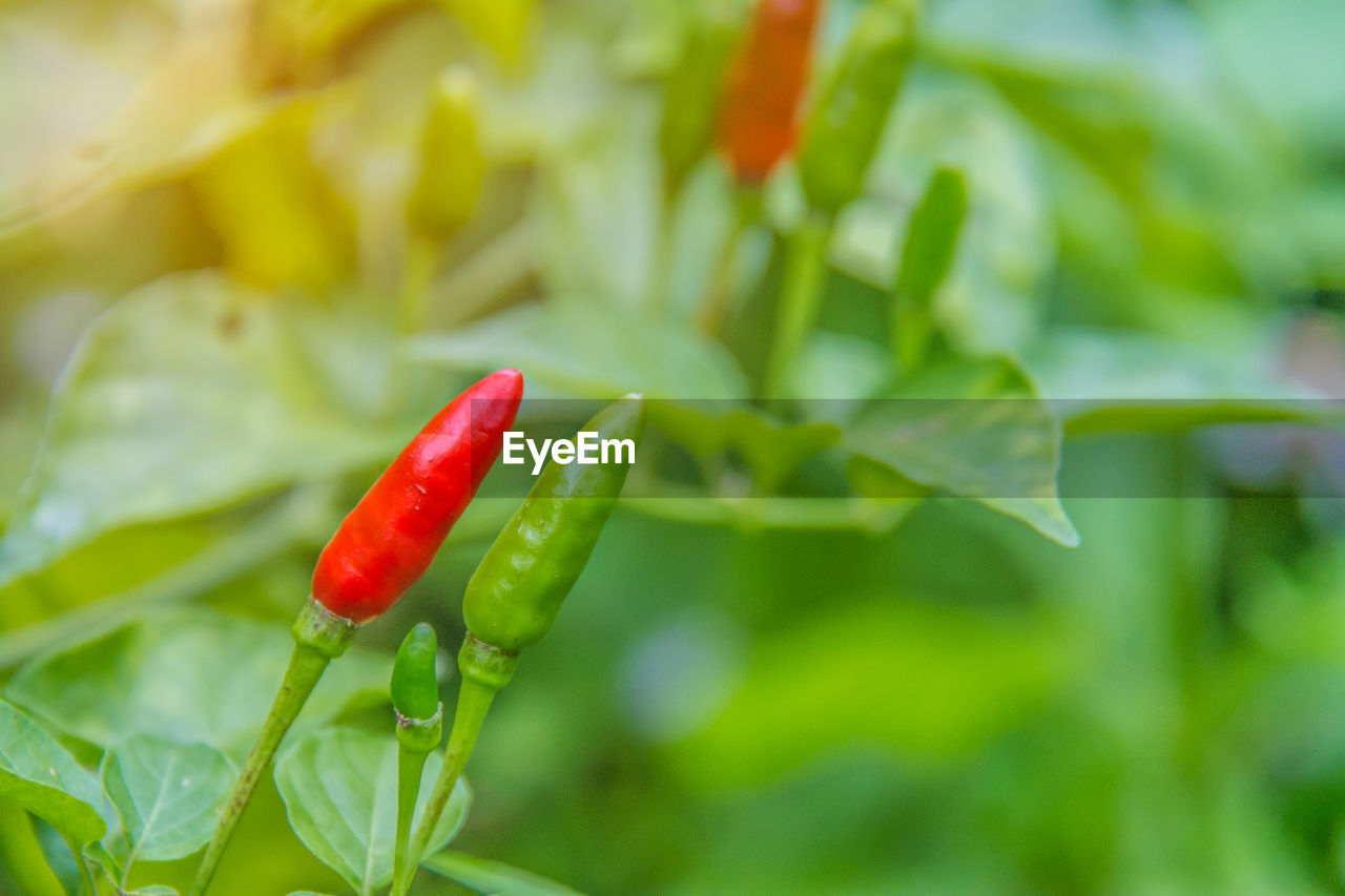 CLOSE-UP OF RED CHILI PEPPERS