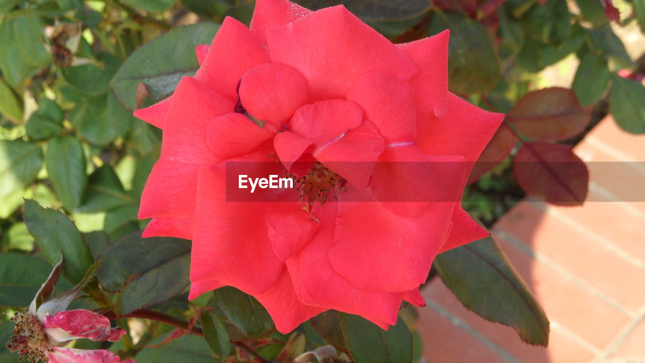 CLOSE-UP OF PINK FLOWERS BLOOMING