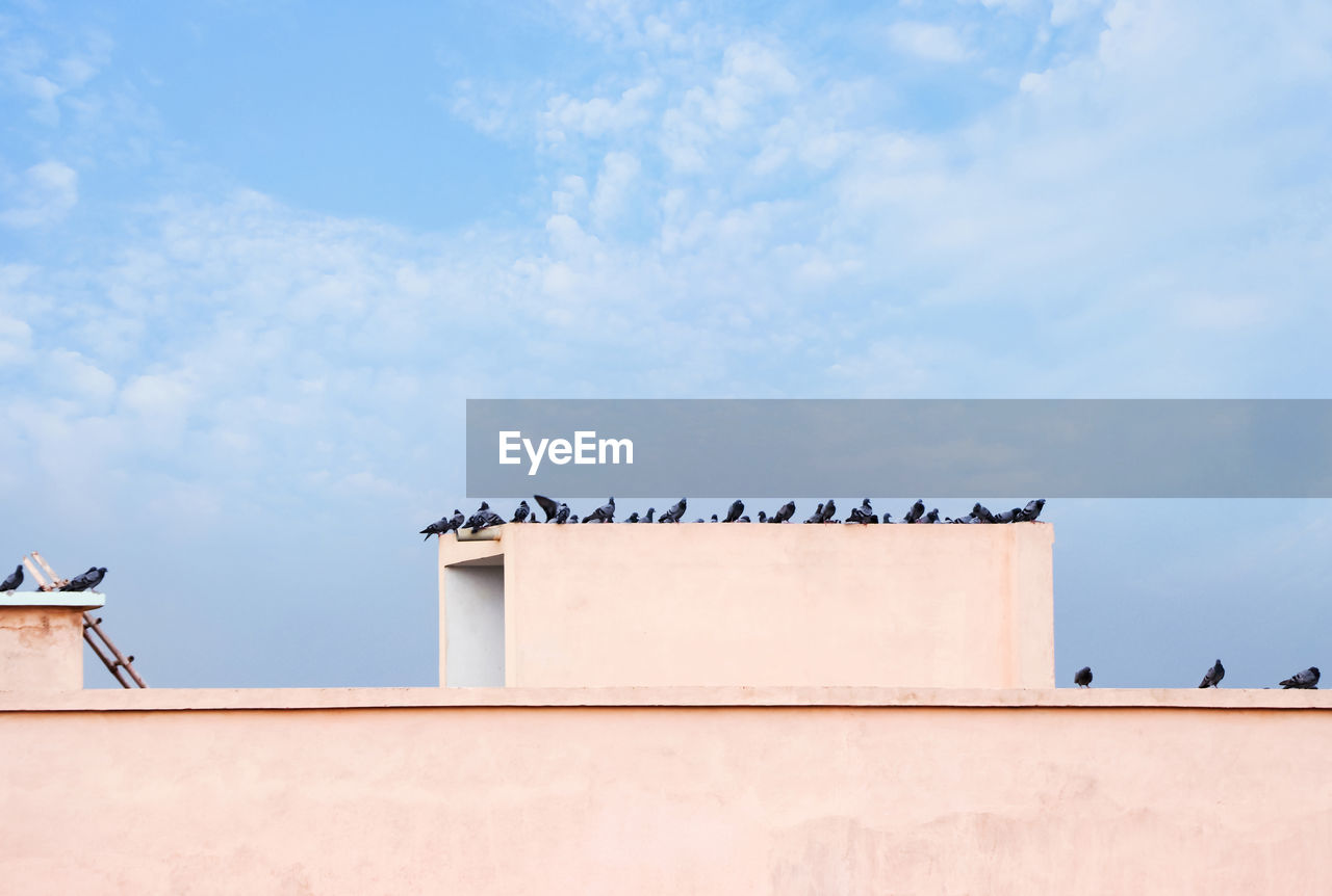 architecture, blue, sky, built structure, building exterior, cloud, no people, day, roof, nature, building, animal themes, copy space, animal, bird, wall, wall - building feature, outdoors, animal wildlife, wildlife, low angle view