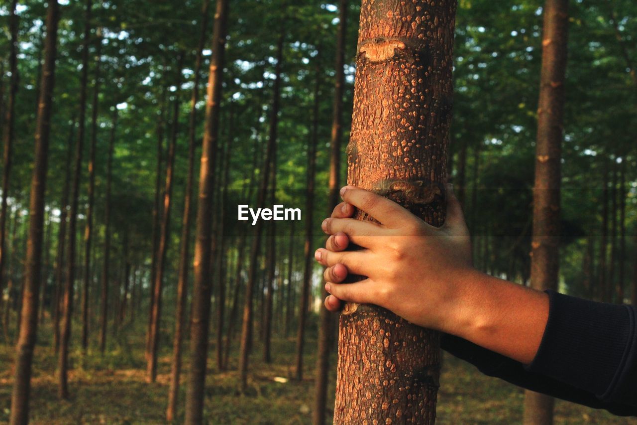 Close-up of man holding tree trunk in forest