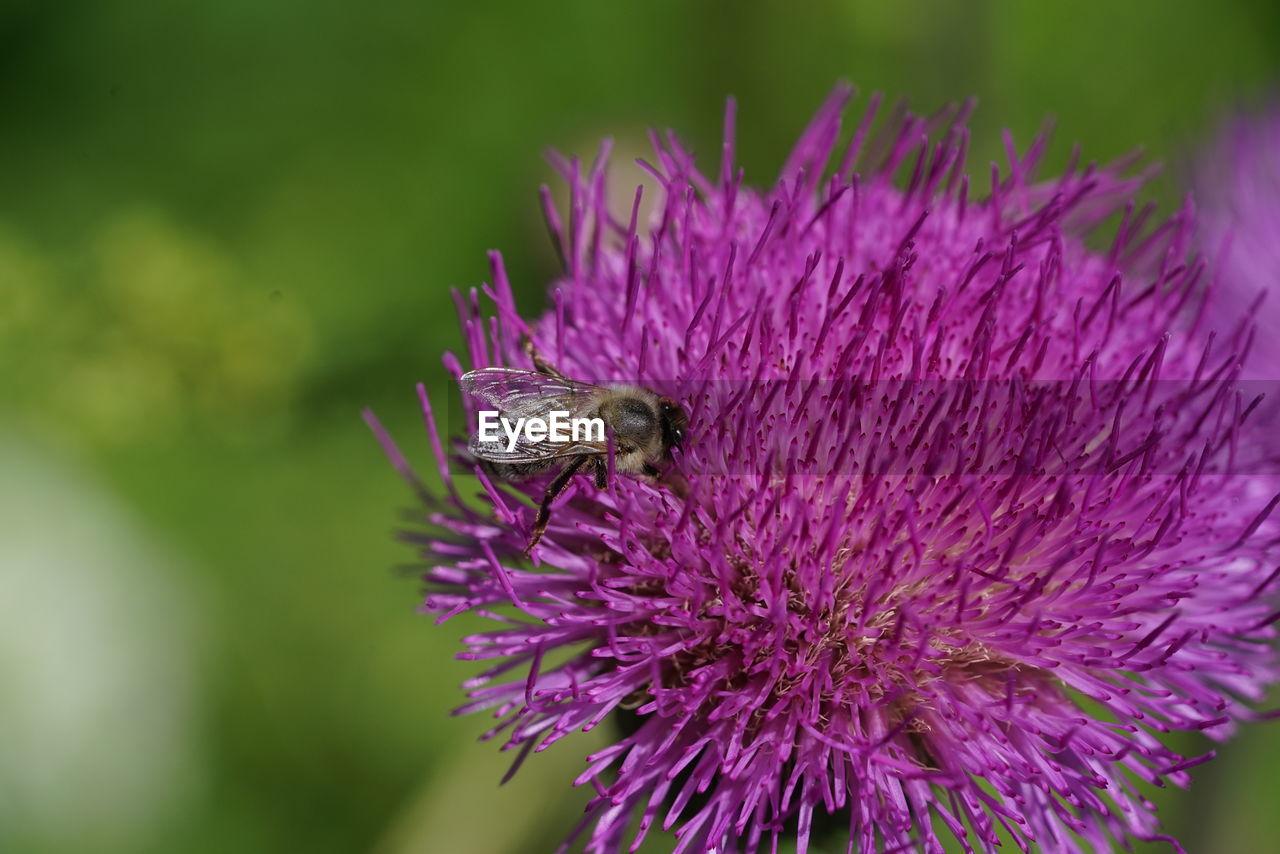 CLOSE-UP OF HONEY BEE ON PINK FLOWER