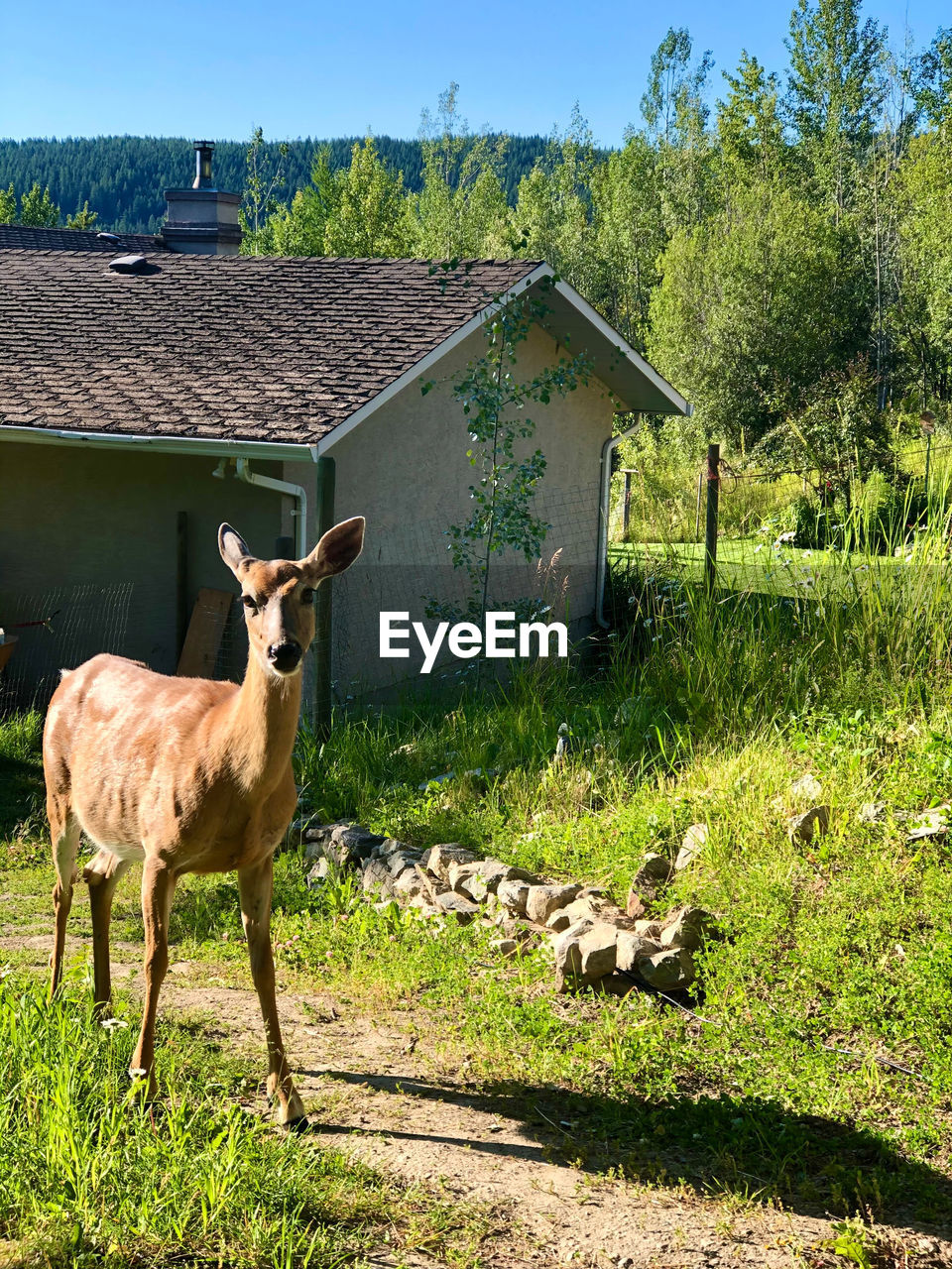 Deer closeup in yard