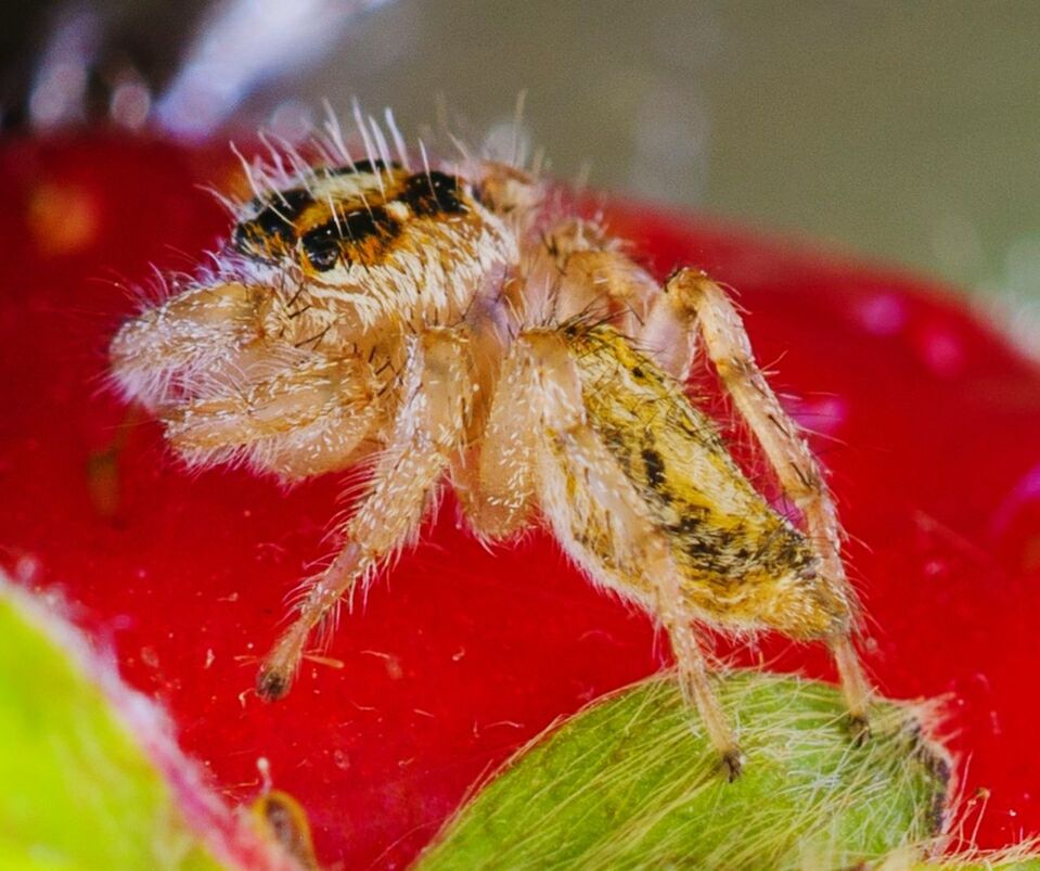 CLOSE-UP OF INSECT ON WHITE FLOWER