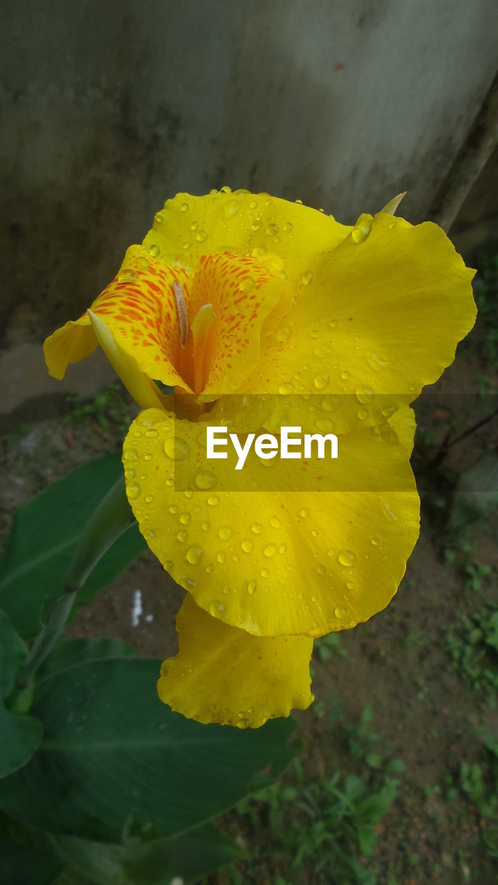 CLOSE-UP OF WET YELLOW FLOWER IN BLOOM