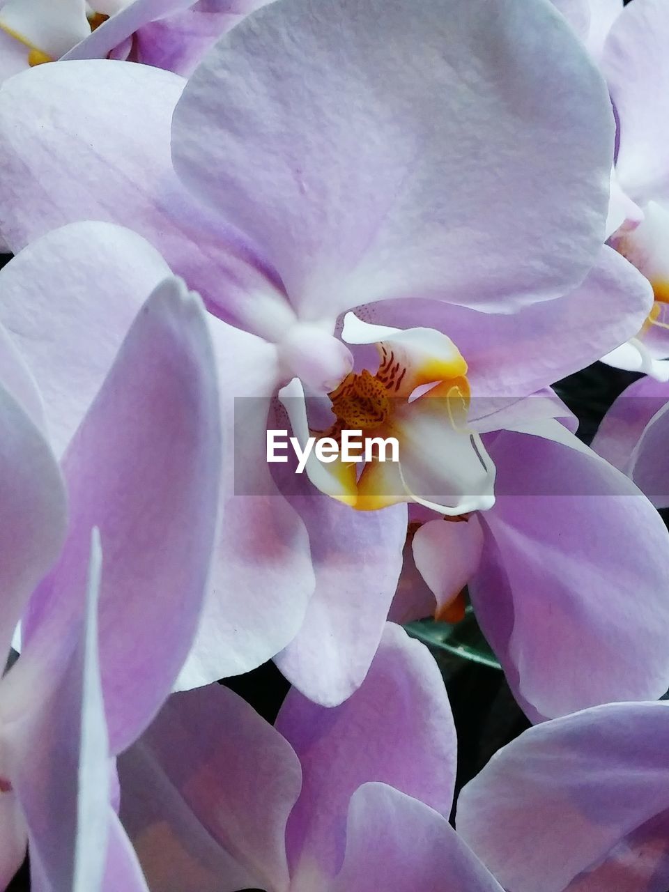 CLOSE-UP OF FRESH PINK ORCHIDS IN BLOOM