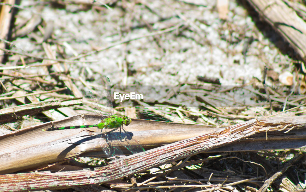 CLOSE-UP OF LOG