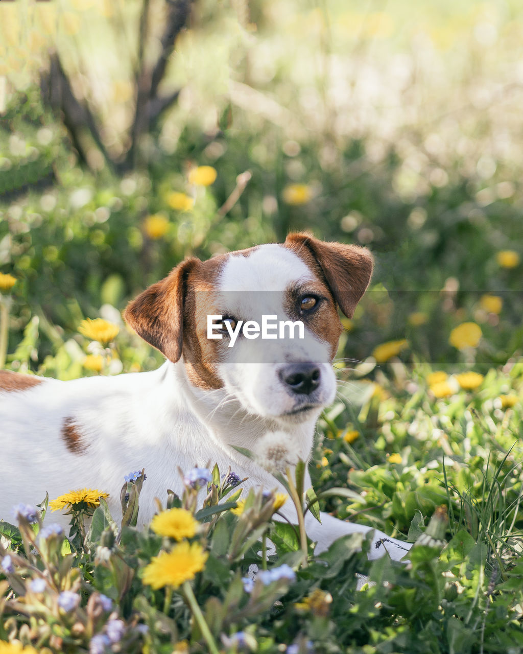 PORTRAIT OF DOG LYING DOWN ON LAND