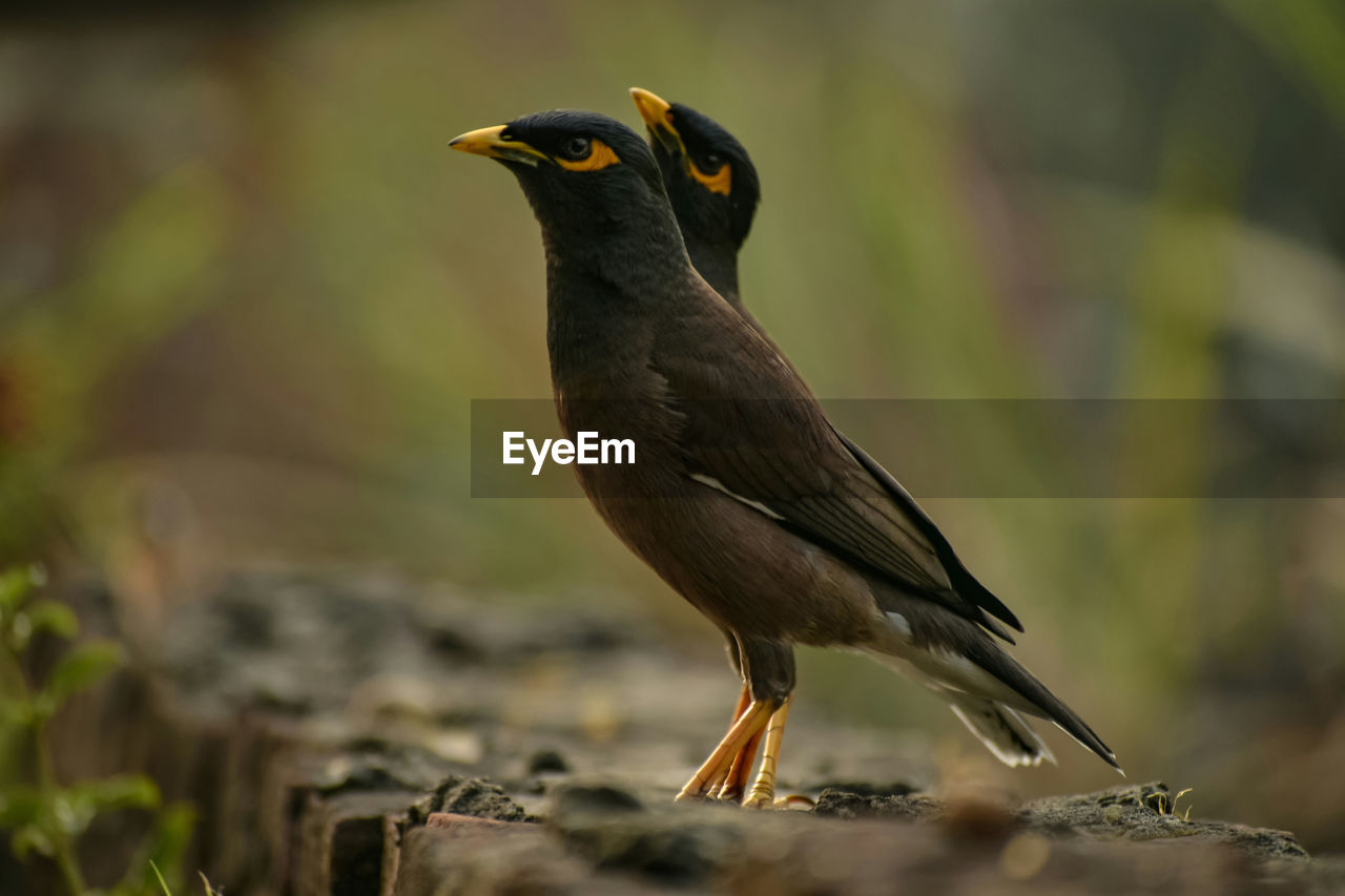 A pair of indian myna.