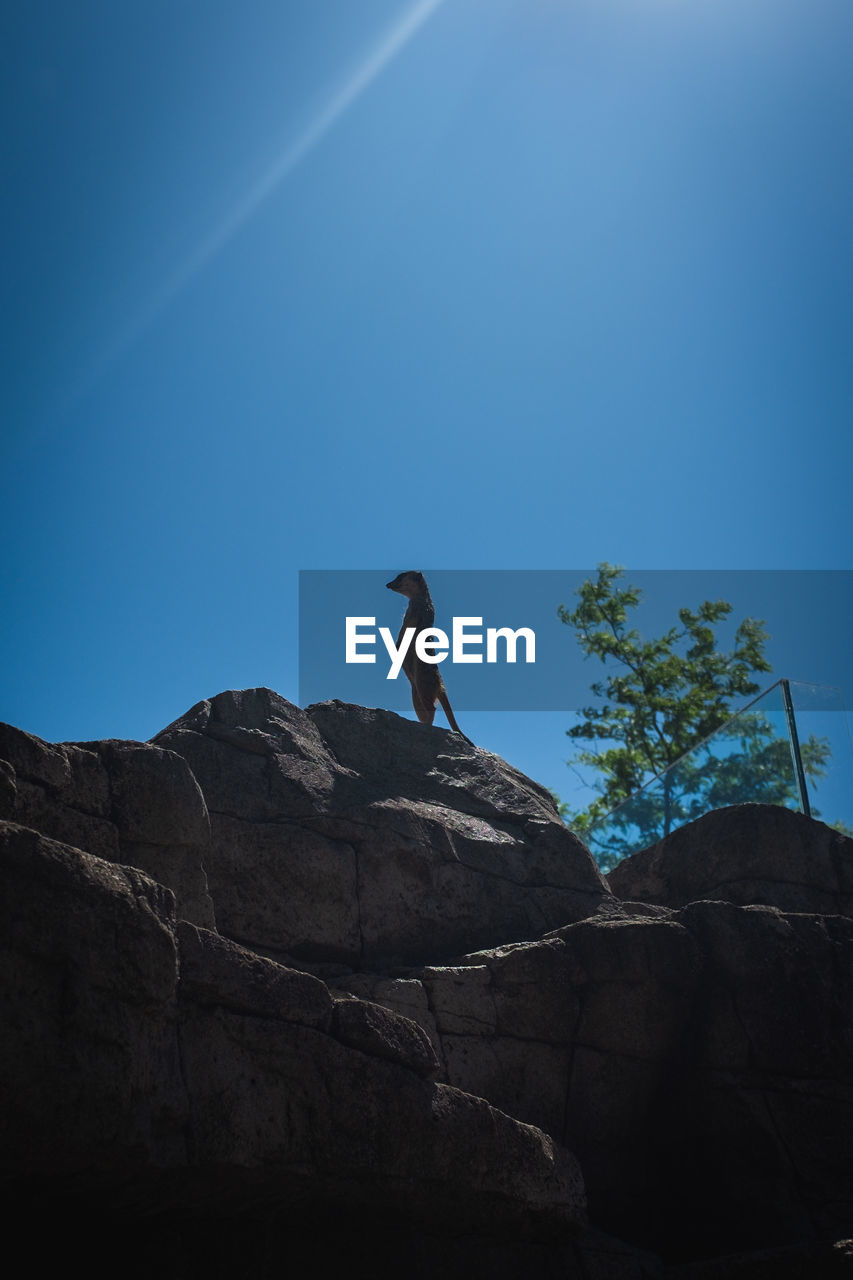 LOW ANGLE VIEW OF BIRDS ON ROCK