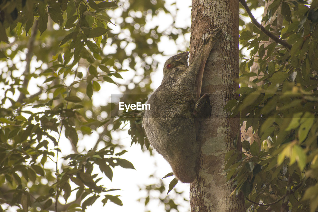 LOW ANGLE VIEW OF BIRDS PERCHING ON TREE