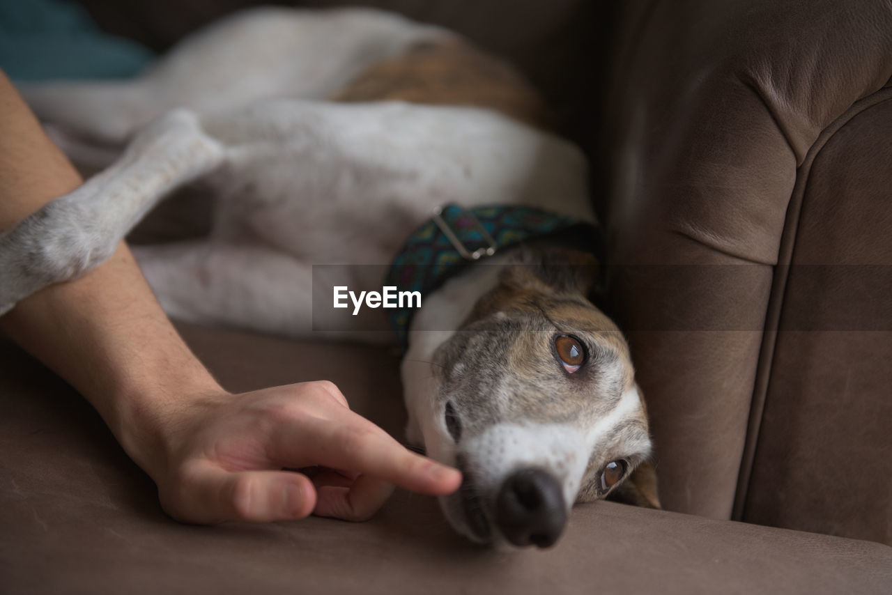 Adorable white and brindle greyhound rests her paw on owners arm, as he plays with her by tickling