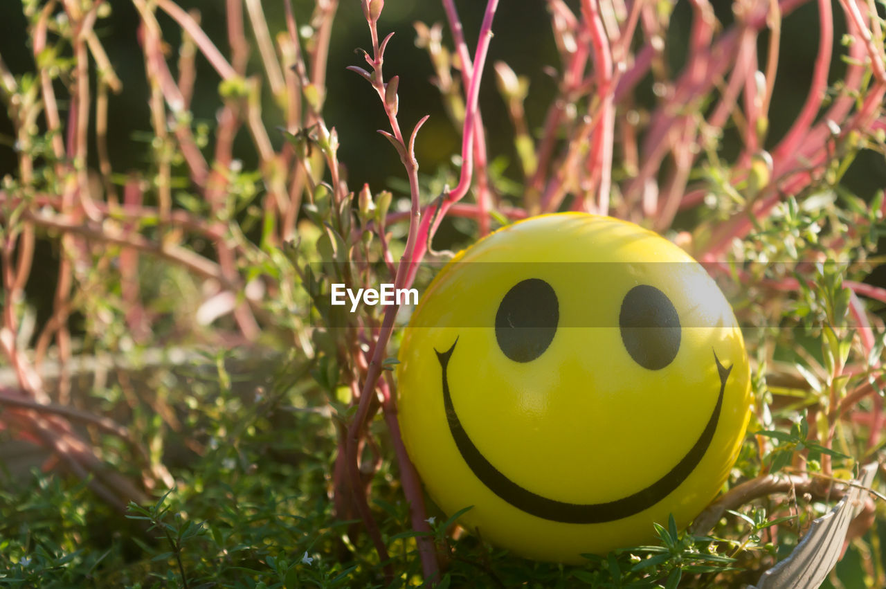 CLOSE-UP OF YELLOW TOY BALL