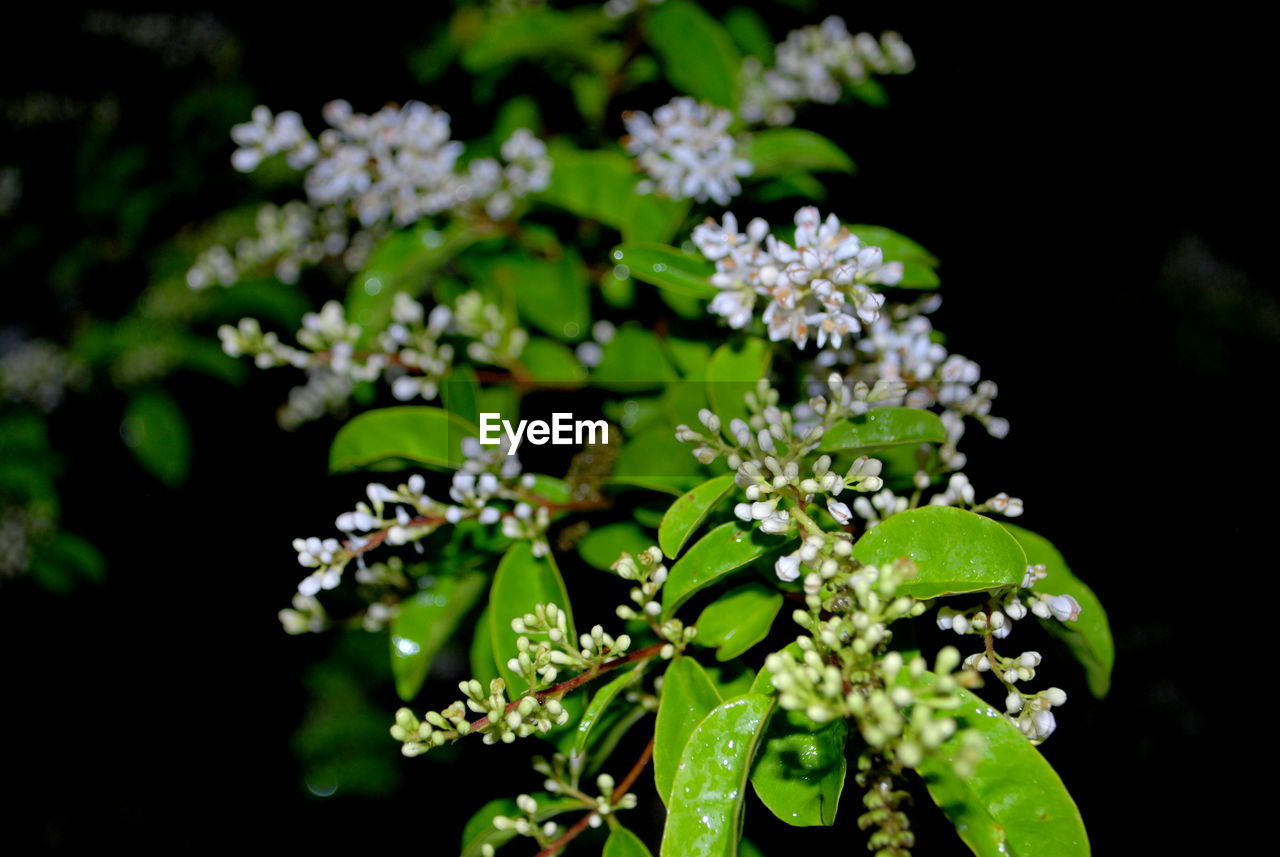 CLOSE-UP OF FLOWERING PLANT
