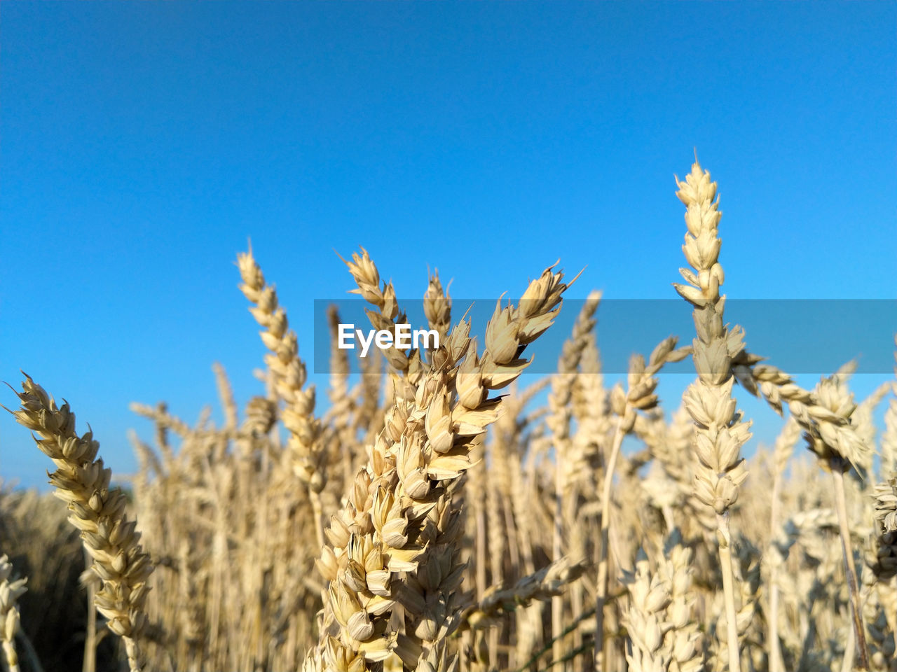 Close-up of stalks in field against clear blue sky