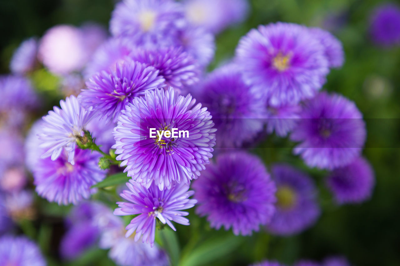 CLOSE UP OF PURPLE FLOWERING PLANTS