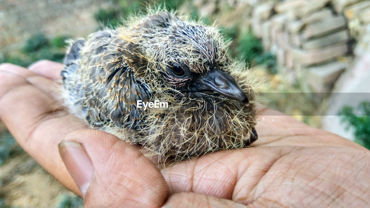CLOSE-UP OF PERSON HAND HOLDING BIRD AT NEST