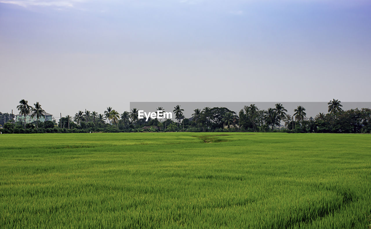 Scenic view of agricultural field against sky