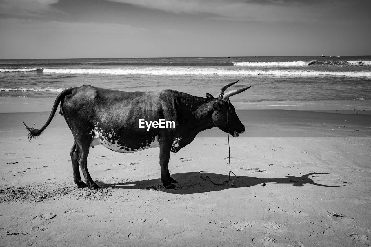 Buffalo standing at beach