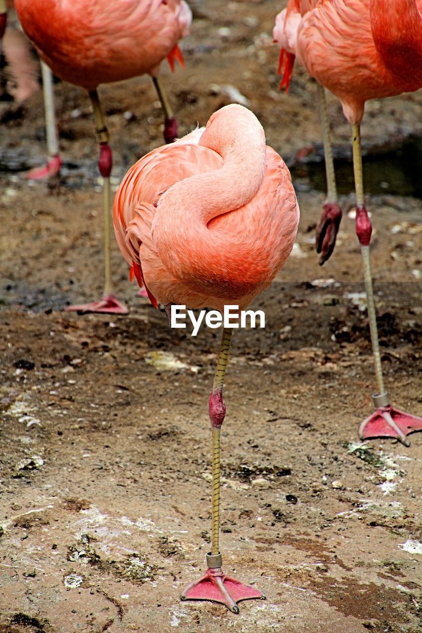 CLOSE-UP OF PINK DUCK