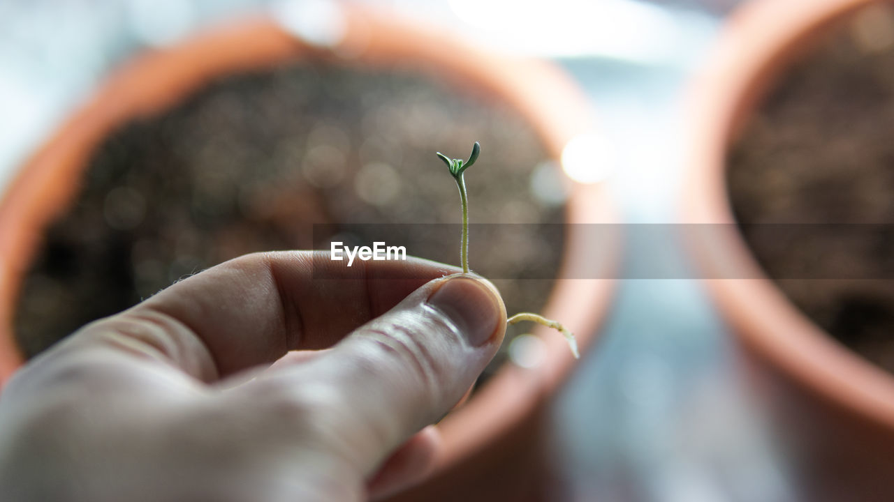 CLOSE-UP OF HAND HOLDING PLANTS