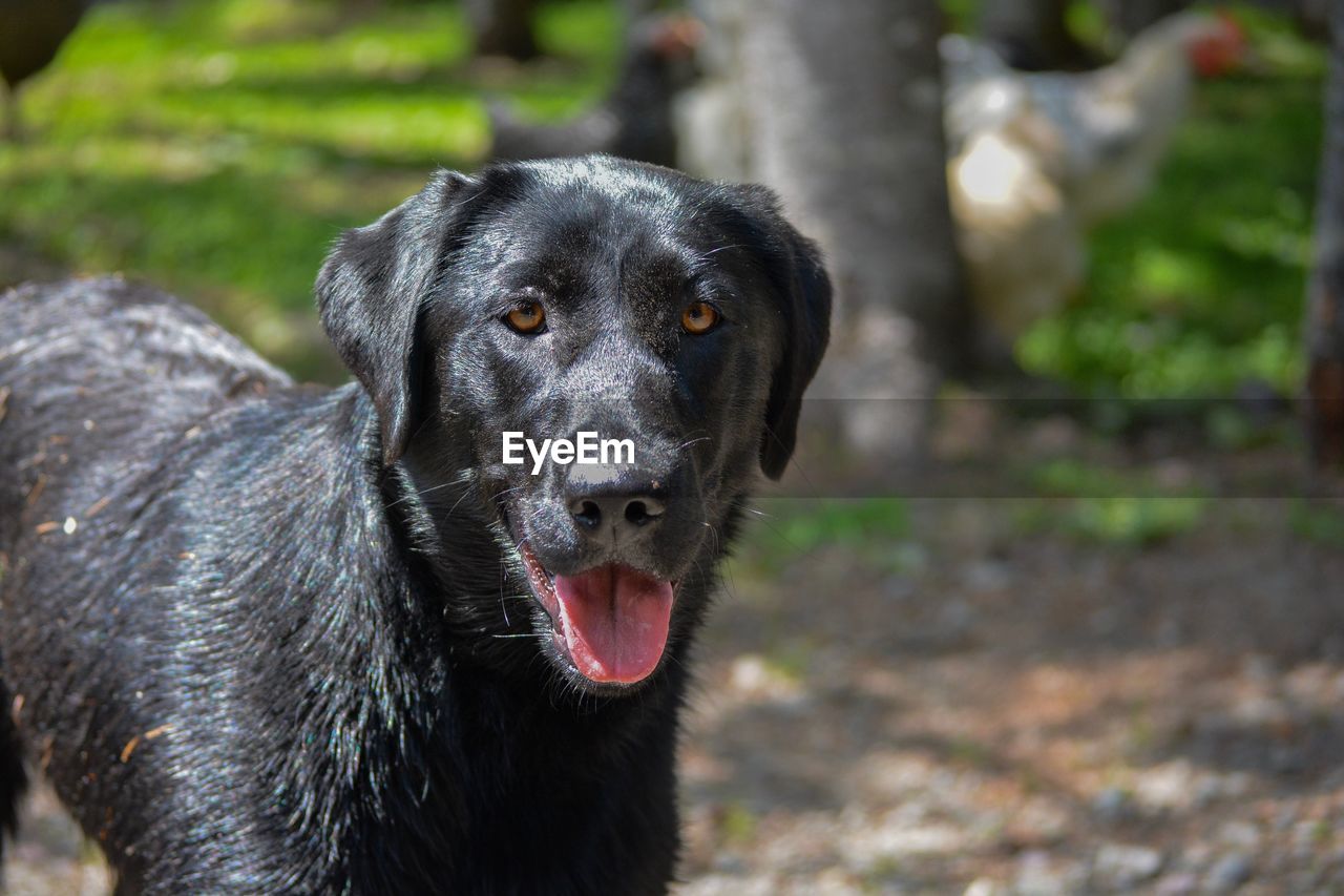 PORTRAIT OF BLACK DOG