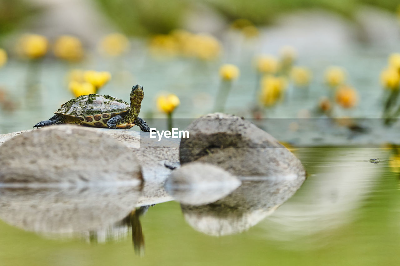 animal themes, animal, animal wildlife, wildlife, nature, water, one animal, close-up, macro photography, no people, flower, yellow, lake, selective focus, outdoors, leaf, animal body part, reptile, beauty in nature, day, bird, focus on foreground, insect, reflection
