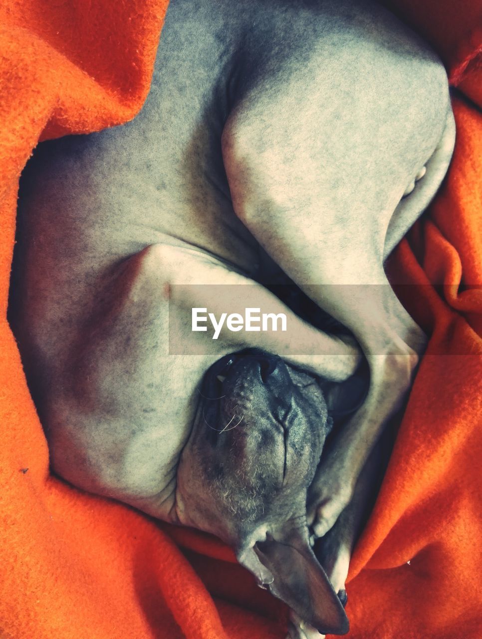 CLOSE-UP OF A DOG SLEEPING ON BED