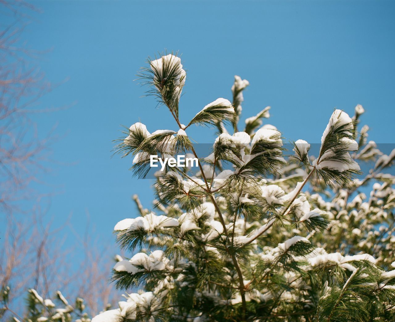 Trees against blue sky