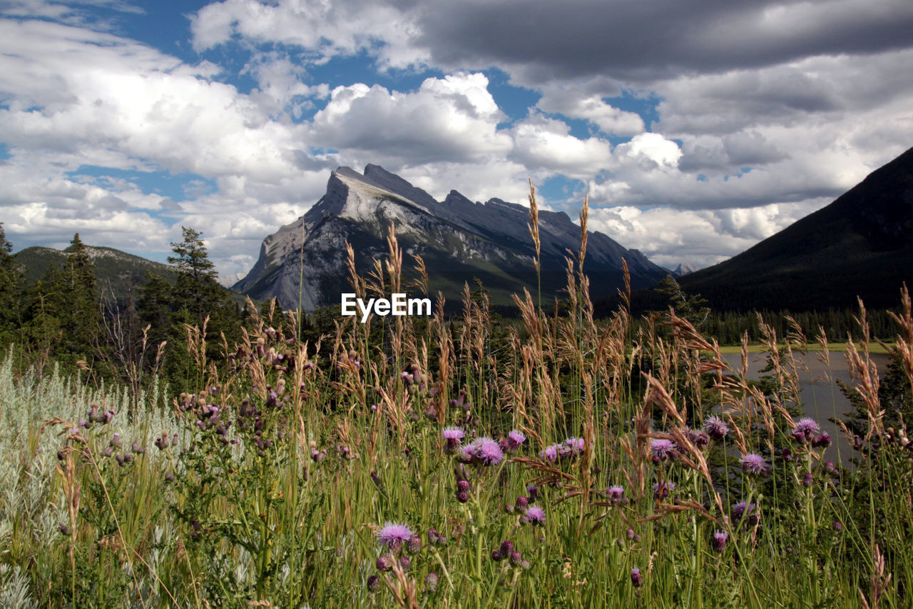 Scenic view of rundle mountain against sky