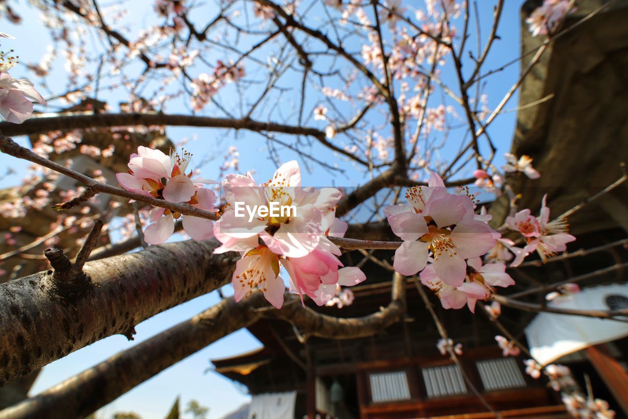 LOW ANGLE VIEW OF CHERRY BLOSSOM