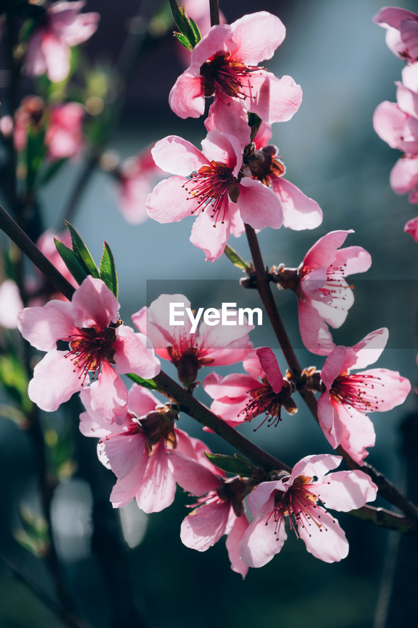 Fool bloom pink peach tree flowers in sunlight. spring floral concept. peach blossoms tree.