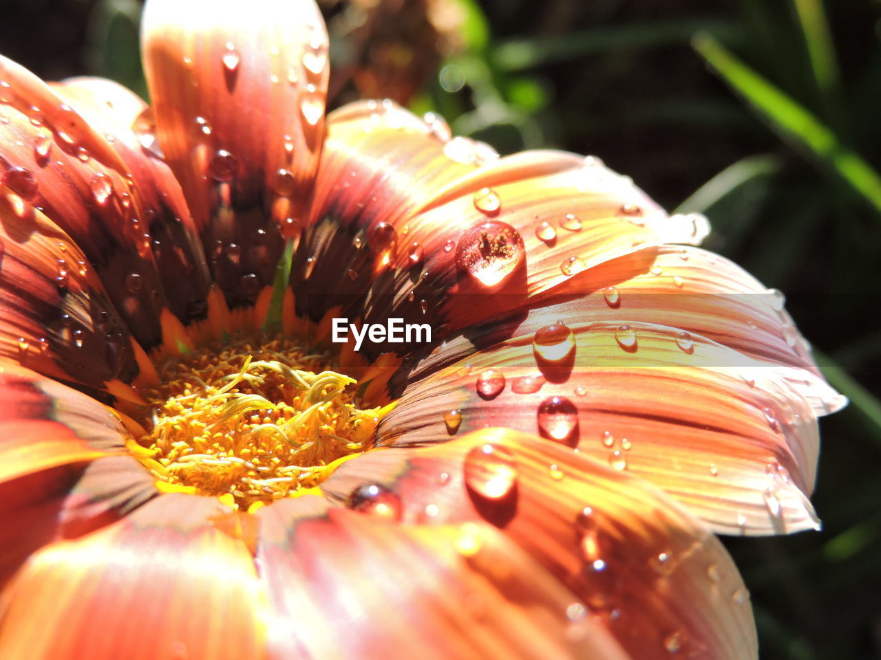 Macro shot of water drops on daisy flower