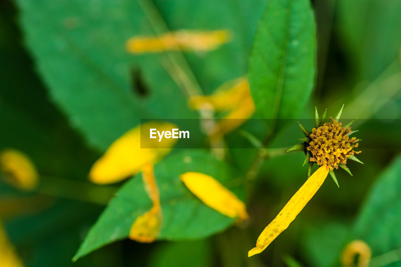 CLOSE-UP OF YELLOW FLOWER PLANT