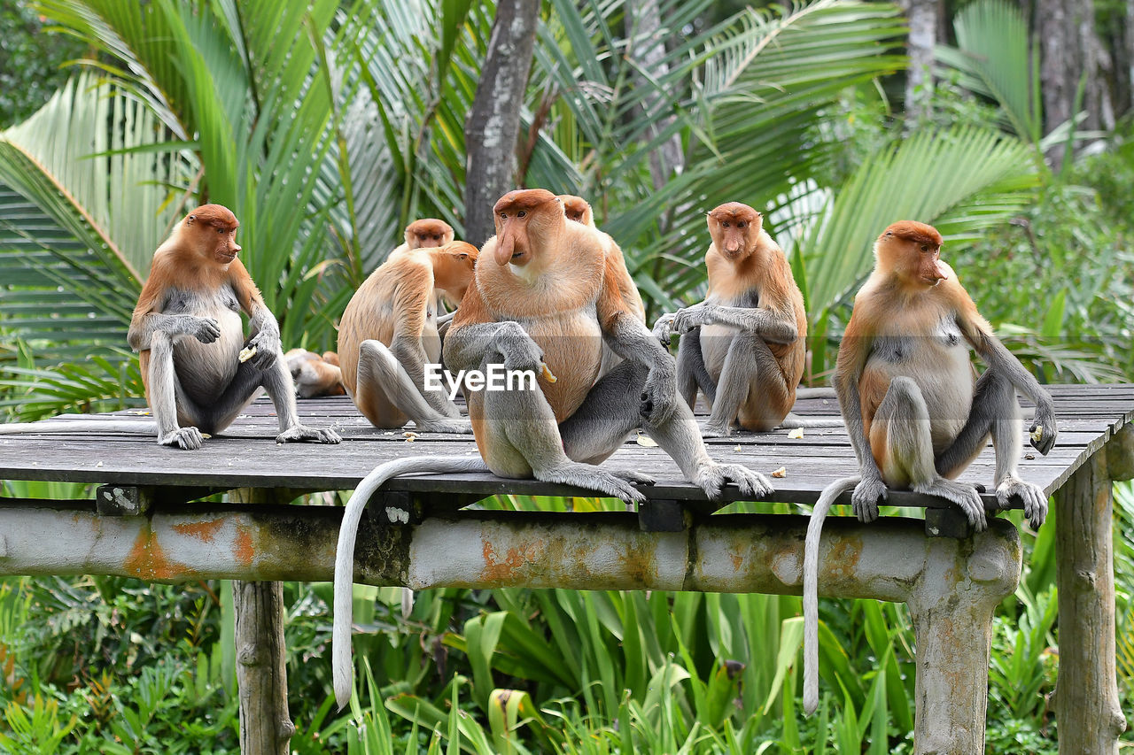 Monkeys sitting on wooden roof in forest