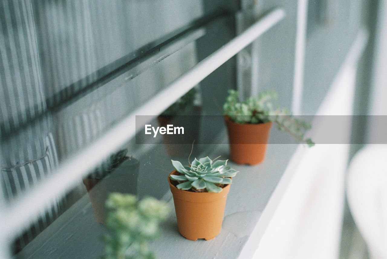 Close-up of potted plant on table