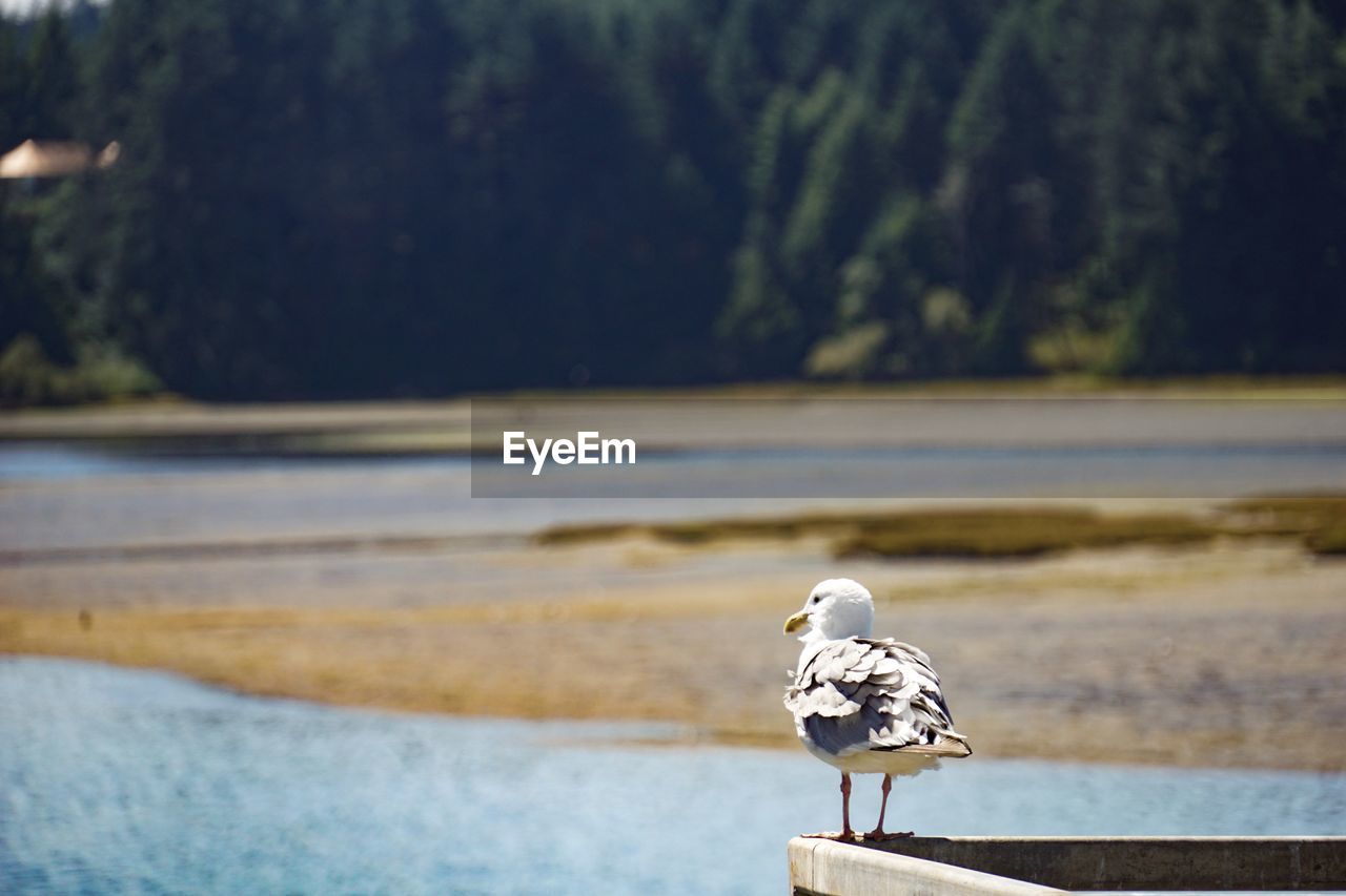 Close-up of a bird on the land