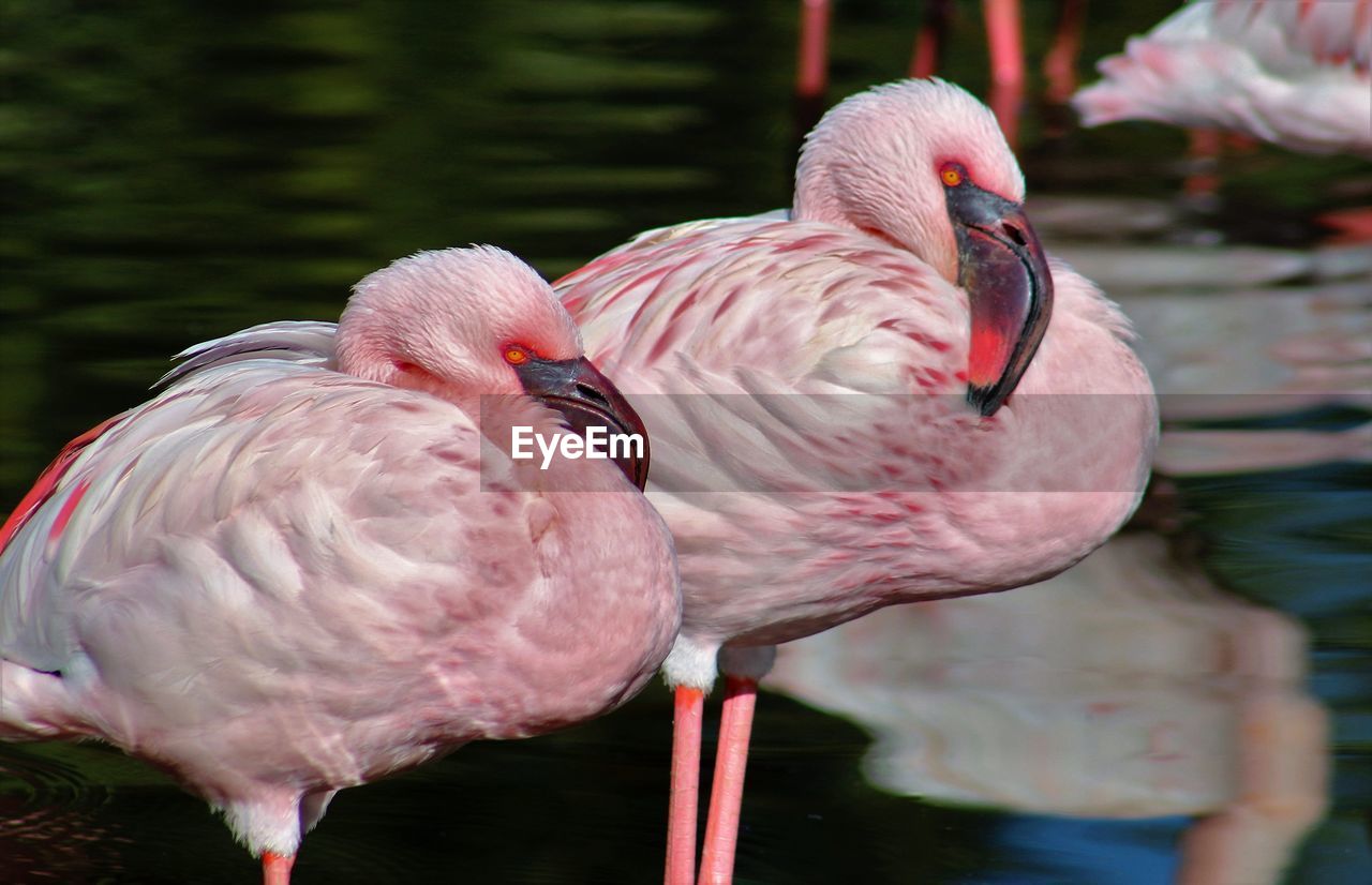 Close-up of flamingoes at lakeshore