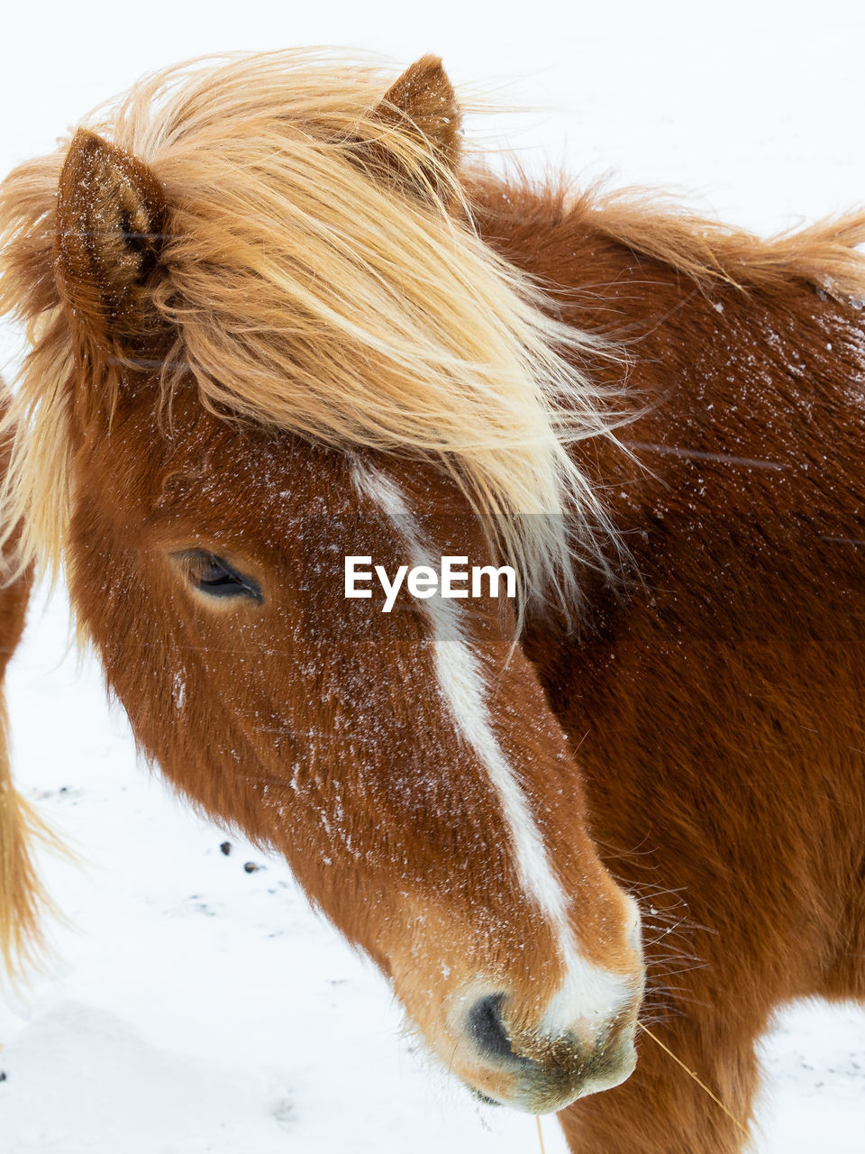 Close-up of an icelandic horse