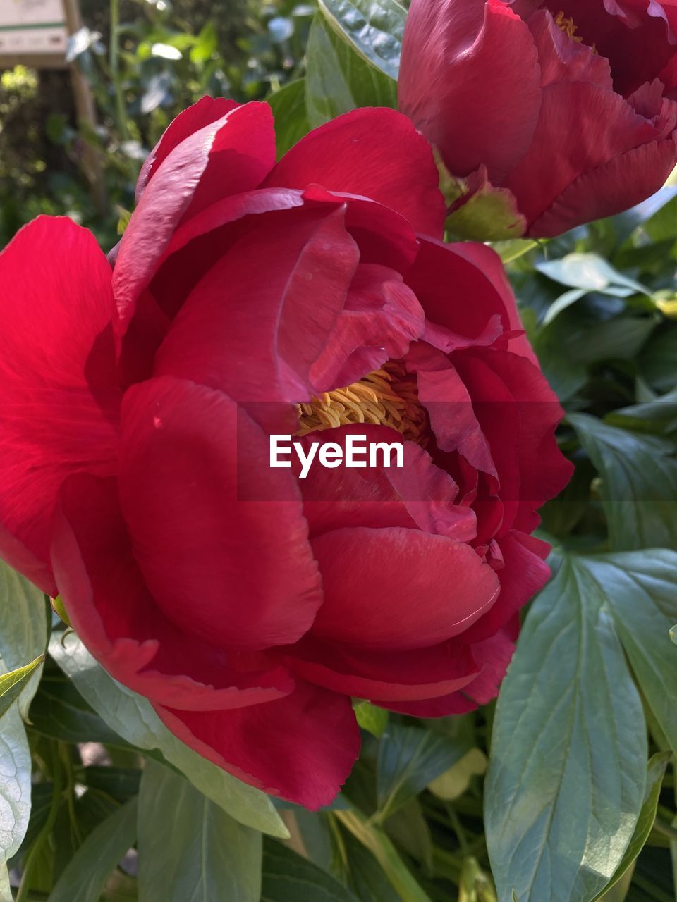 plant, flower, flowering plant, beauty in nature, freshness, petal, close-up, fragility, nature, leaf, growth, flower head, plant part, red, inflorescence, no people, pink, focus on foreground, day, outdoors, springtime, rose