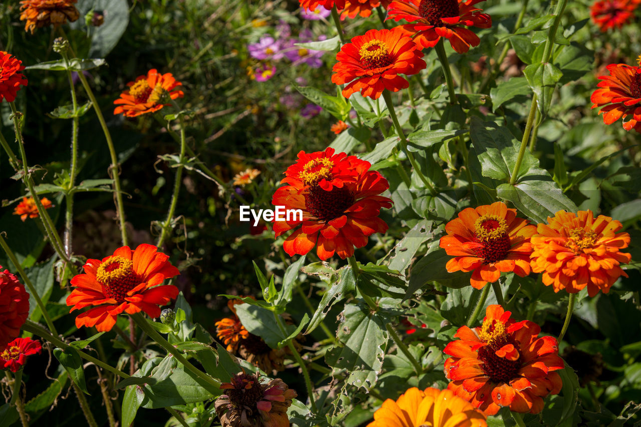 ORANGE FLOWERS BLOOMING IN PARK