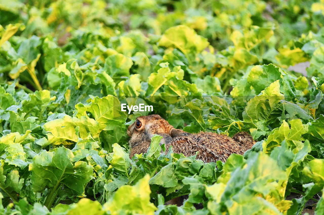 Rabbit amidst plants on field