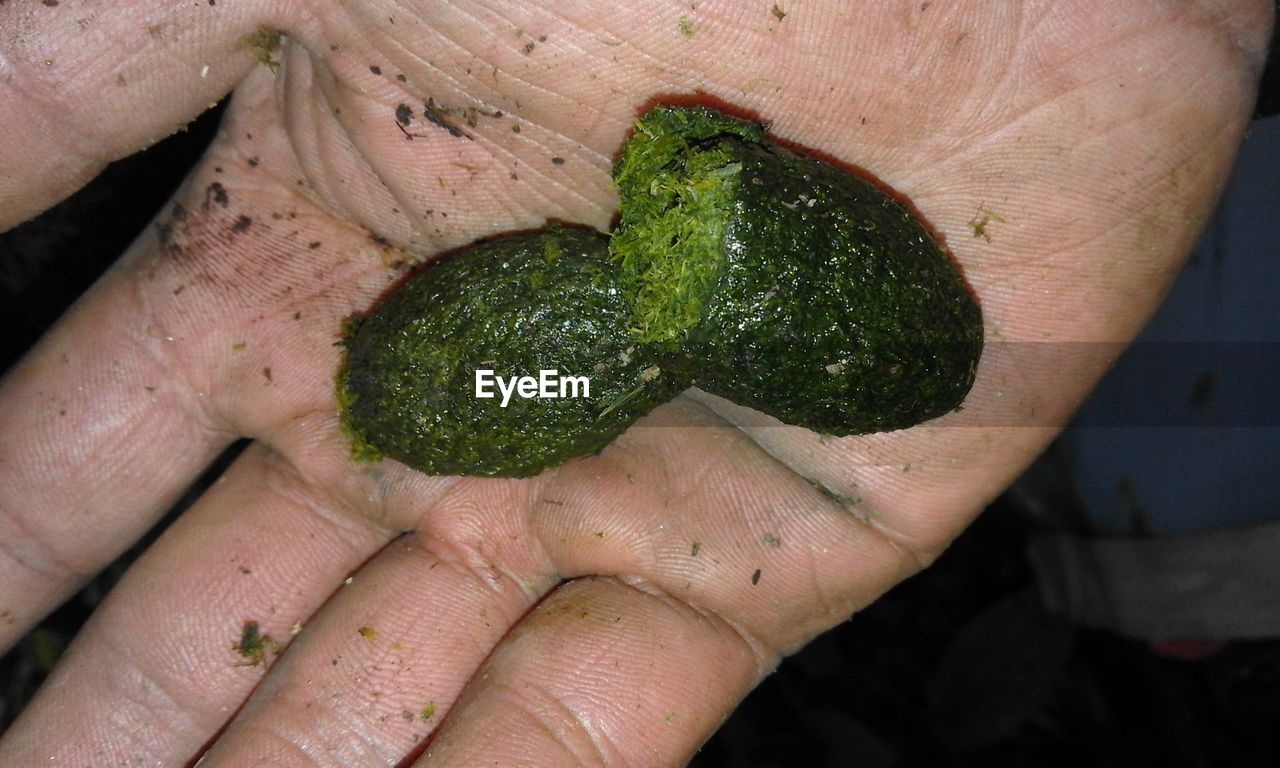 CLOSE-UP OF HAND HOLDING FRUIT