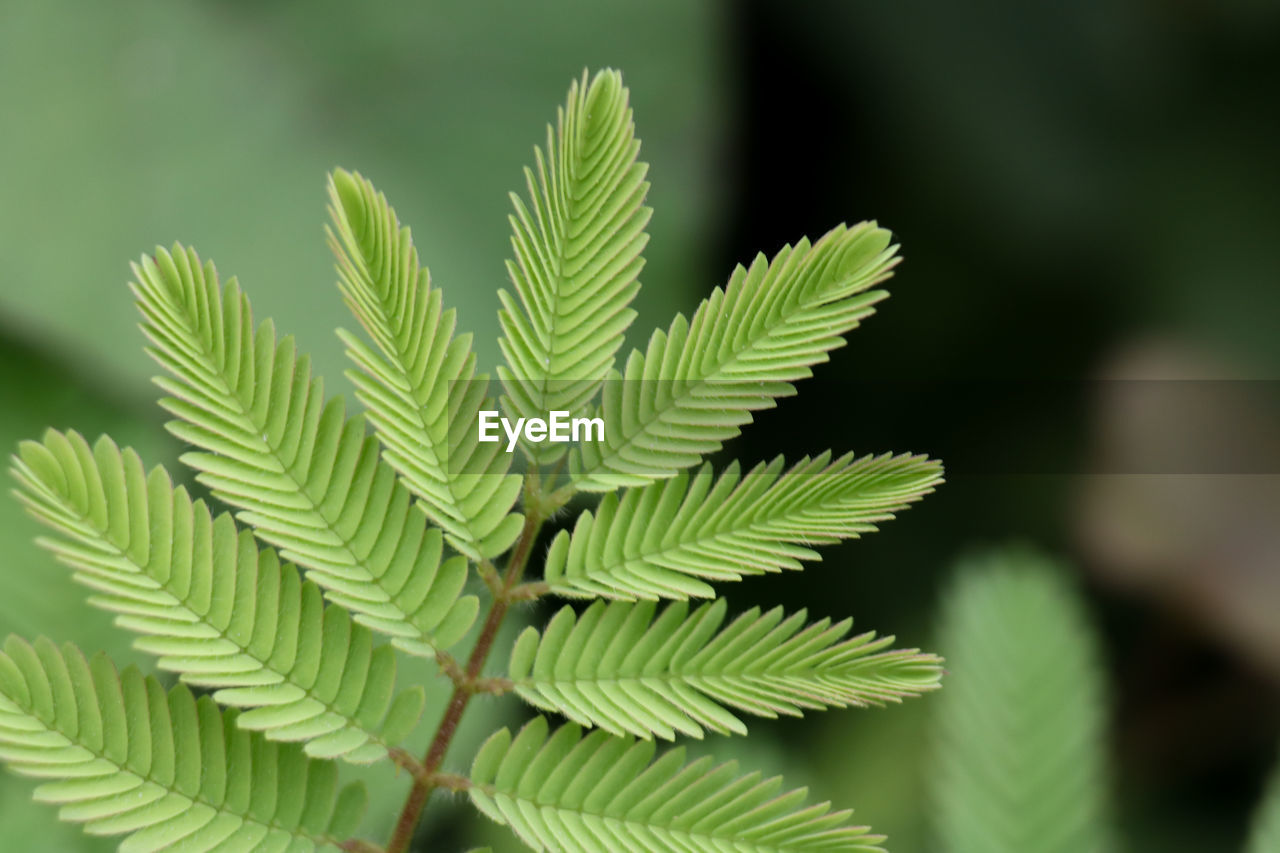 CLOSE-UP OF FERN LEAVES