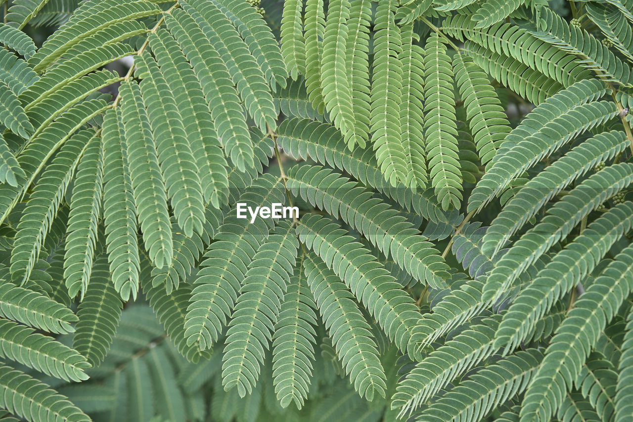 Texture of branches and leaves of albizia as plant background. albizia julibrissin, silk plants
