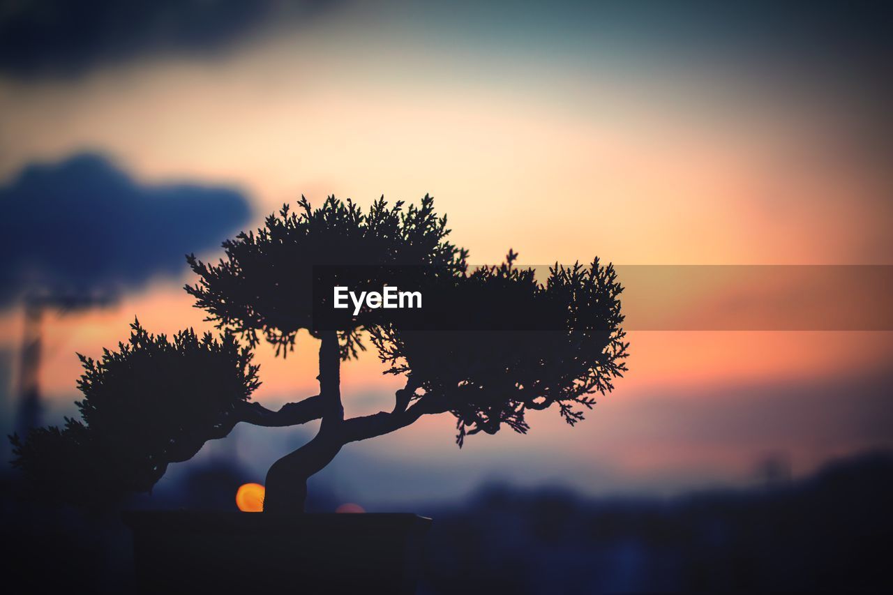 SILHOUETTE TREE AGAINST SKY DURING SUNSET